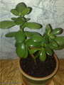 Crassula Arborescens
